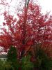Brennender Baum vorm Hotel