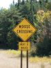 Moose Crossing