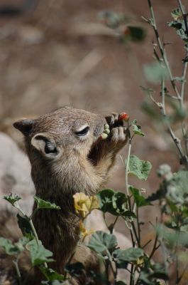 Squirrel am Grand Canyon
