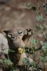 Squirrel am Grand Canyon