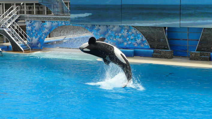 Shamu 2
