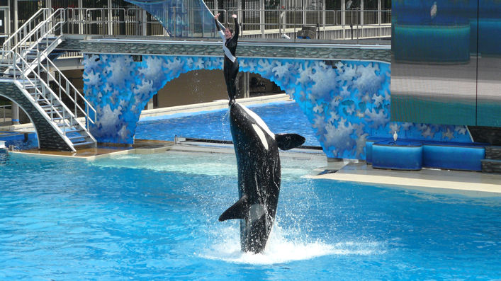 Shamu 1
