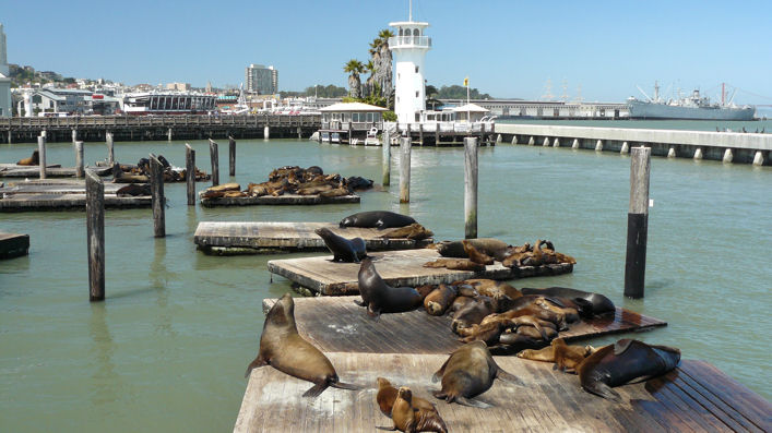 Pier 39 - 1
