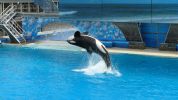 Shamu 2