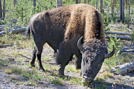 Büffel Nähe Norris Junction

