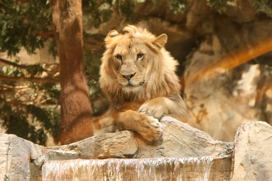 Lion Habitat MGM
