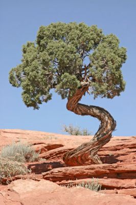 Baum am Dead Horse Point
