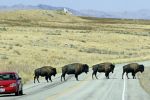 Antelope Island