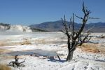 Mammoth Hot Springs