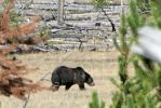 Bär im Yellowstone NP