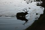 Am Madison River