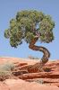 Baum am Dead Horse Point