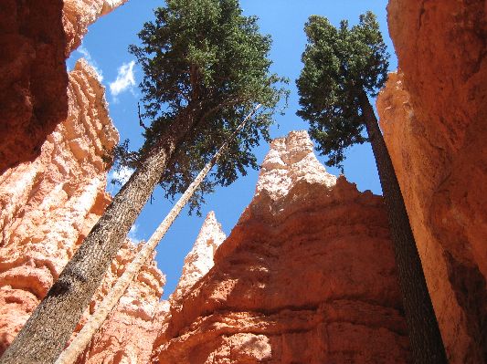 Wallstreet im Bryce Canyon
