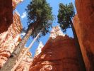 Wallstreet im Bryce Canyon