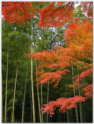 Arashiyama06.jpg