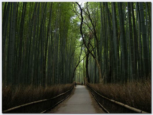 Arashiyama07.jpg