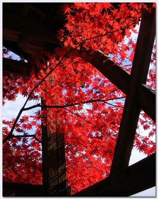 Arashiyama20.jpg