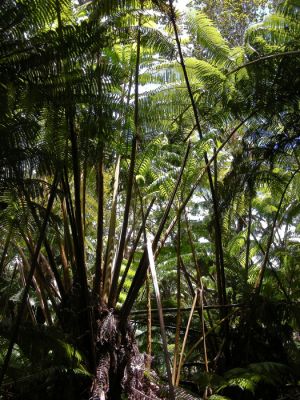 Hawaii11.jpg