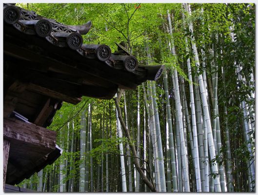 Katsura10.jpg