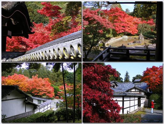 Katsura15.jpg