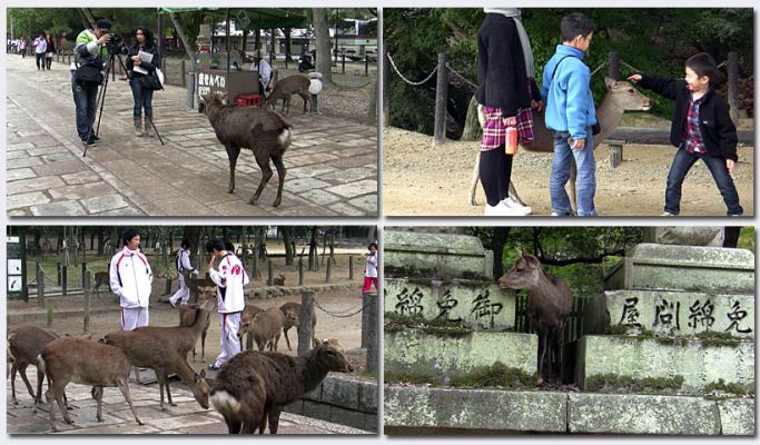 Nara214.jpg