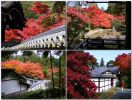 Katsura15.jpg