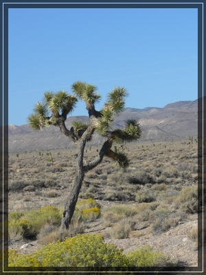 comp_01_joshua_tree1.jpg