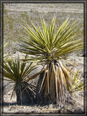 comp_02_seifenbaum1.jpg