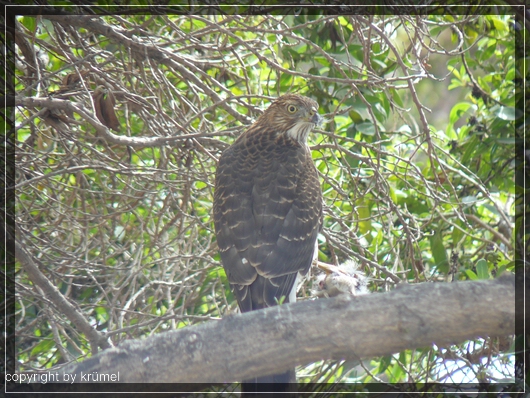 comp_07_raubvogel1.jpg