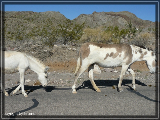 comp_09_Burros1~0.jpg