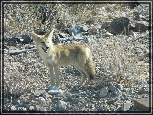 comp_10_Kitfox1~0.jpg