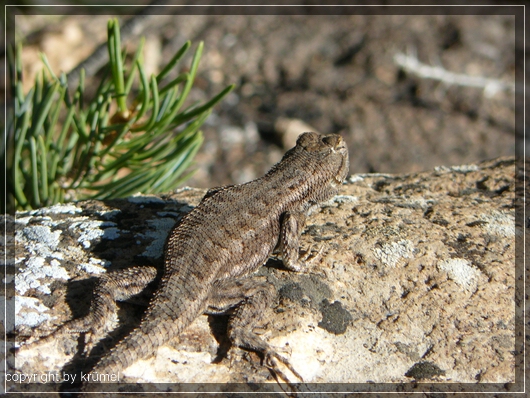 comp_10_Seitenfleckenlizzard.jpg