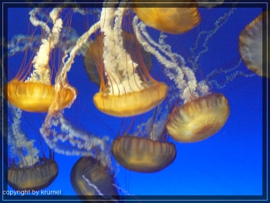 comp_13_quallen_im_monterey_aquarium.jpg