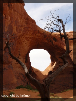 comp_18_Baum_vor_arch1.jpg