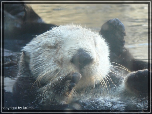 comp_18_otter_im_monterey_aquarium.jpg