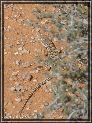 comp_19_coloradofransenzehen-leguan1.jpg