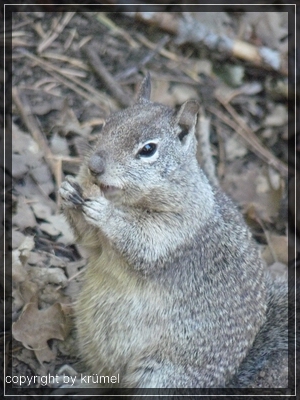 comp_20_Squirrel_beim_Fressen1.jpg