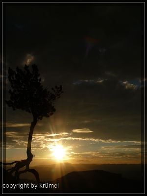 comp_27_baum_bei_sonnenaufgang_bryce_canyon_np.jpg