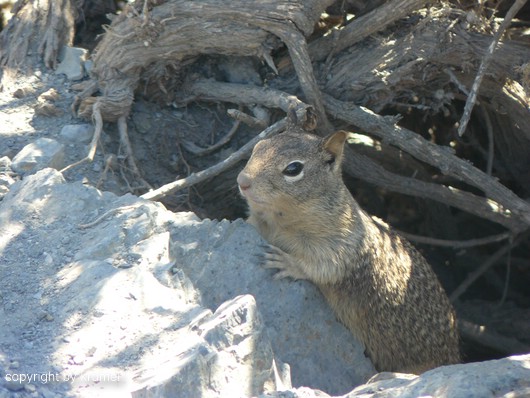 comp_30_(Rock-)Squirrel.jpg