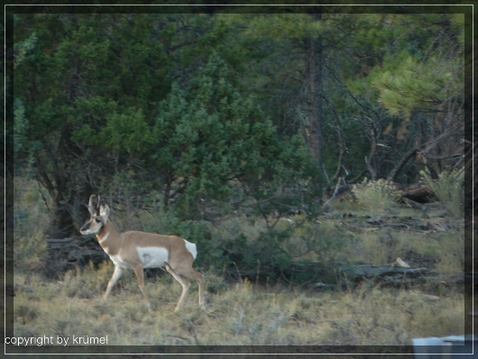 comp_37_Gabelantilope.jpg