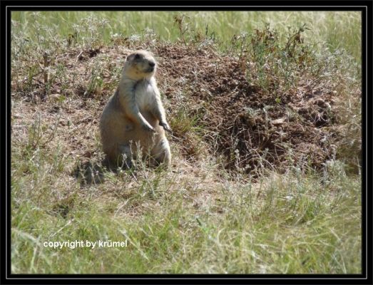 Tag_10_Prairie_Dog_Town_(13).jpg