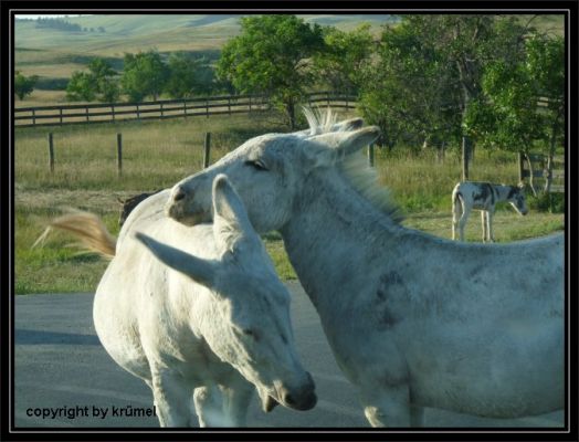 Tag_12_Burros_(2).jpg