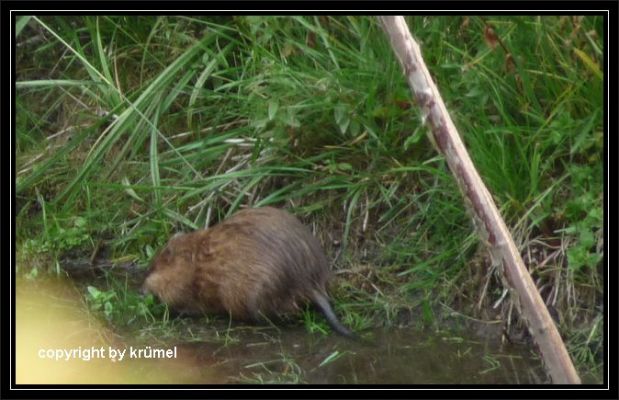 Tag_15_Bear_Lake_Trail_Wasserratte_(3).jpg
