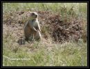 Tag_10_Prairie_Dog_Town_(13).jpg