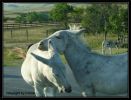 Tag_12_Burros_(2).jpg