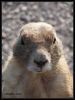 Tag_12_Prairie_Dog_(11).jpg