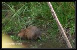 Tag_15_Bear_Lake_Trail_Wasserratte_(3).jpg