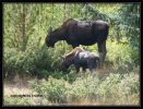 Tag_17_Elche_Mutter_und_Baby_(3).jpg