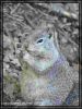 comp_20_Squirrel_beim_Fressen.jpg