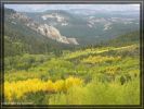 comp_53_dixie_national_forrest_the_land_of_many_uses_(indian_summer)1.jpg